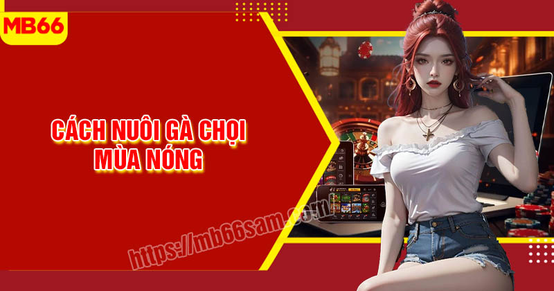 Cách nuôi gà chọi mùa nóng