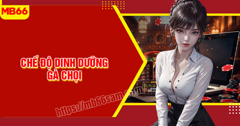 Chế độ dinh dưỡng cho gà chọi