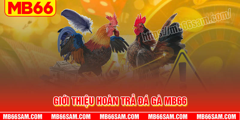 Giới thiệu về Ưu đãi hoàn trả Đá gà MB66