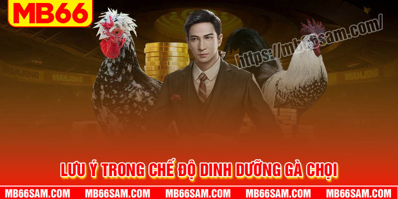 Lưu ý cần nắm trong chế độ dinh dưỡng cho gà chọi