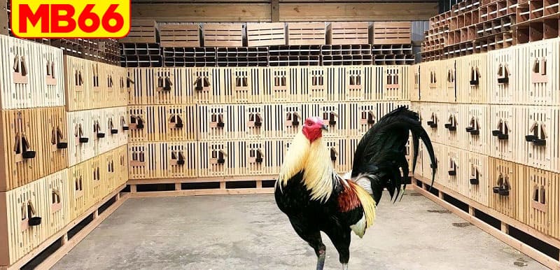 Lưu ý khi nuôi gà chọi mùa nóng cần nắm