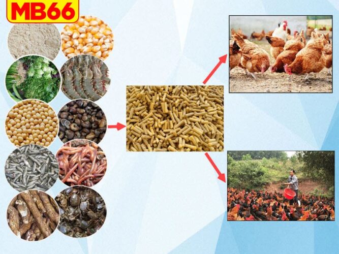 Vì sao cần nuôi gà chọi theo chế độ dinh dưỡng